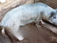 Schweine (Partie, Geschlecht nicht angegeben), Schweine — Foto 3