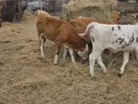 牛只（批次，未指定性别）, Simmental cattle — 照片 5