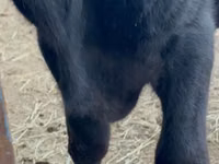 Toro, Aberdeen-Angus — foto 6