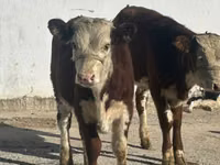 गाय, Simmental cattle — फ़ोटो 1