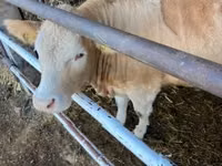 Cow, Charolais cattle — photo 5