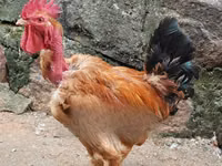 शामो चिकन्स — फ़ोटो 1