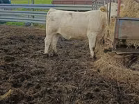 بقرة, Charolais cattle — الصورة 3