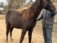 Hengst, Black Sea breed — Foto 3