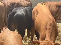 Rinder (Partie, Geschlecht nicht angegeben), Simmental cattle — Foto 7
