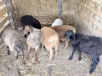 كبش, الأغنام — الصورة 4