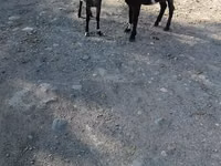 Ziege, Nubian Goat — Foto 3