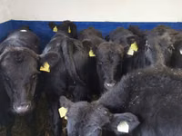 Bulle, Aberdeen-Angus — Foto 5