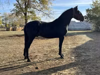 公马, Nonius horse — 照片 1