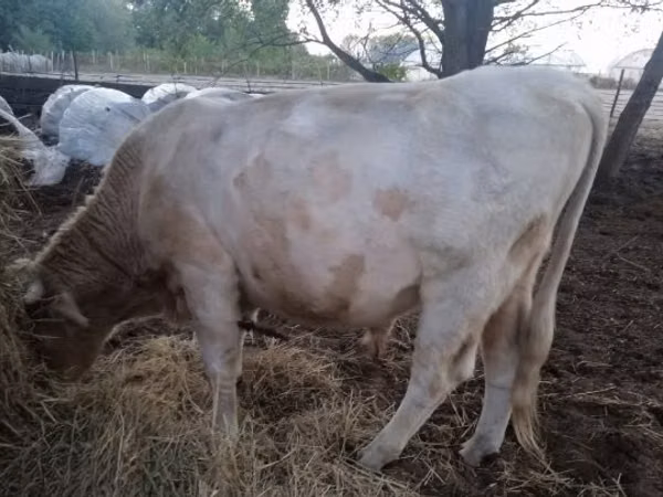 Bull, Charolais cattle