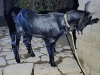 मेढ़ा, South meat sheep — फ़ोटो 2