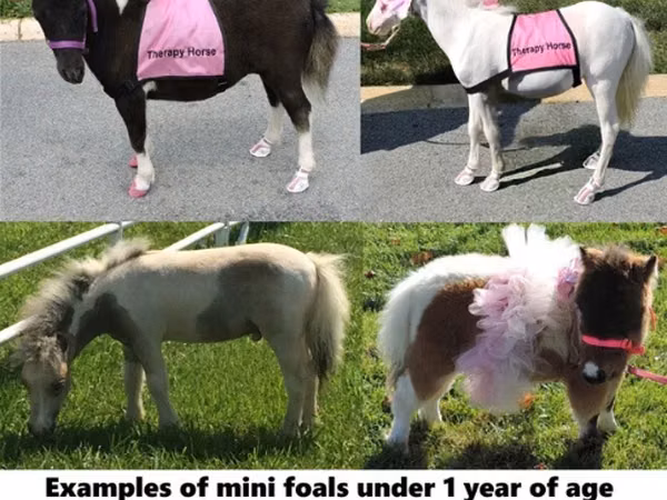 公马, Miniature horse