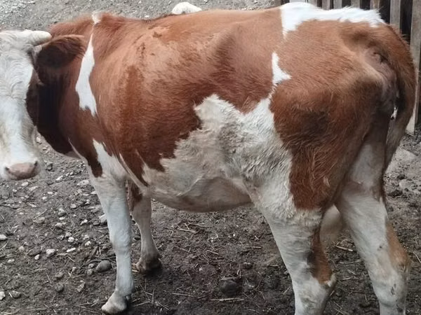 بقرة, Simmental cattle