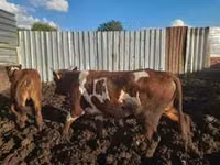 Cow, Red Steppe Cow — photo 1