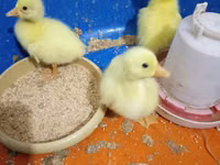 Geese — 照片 3