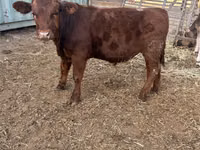 Bull, Aberdeen-Angus — photo 3