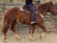 Horse (M), Russian Heavy Draft — photo 7