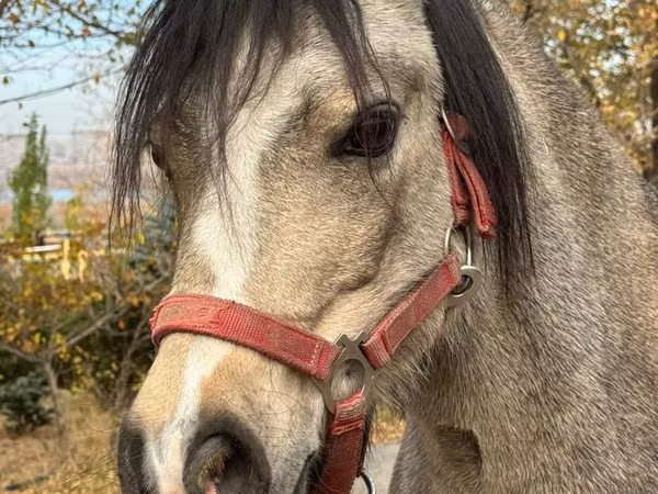 母马, Welsh Mountain Pony