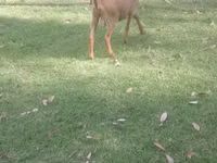 Goats (batch, sex not specified), Goats — photo 3