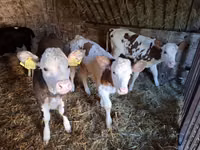 بقرة, Simmental cattle — الصورة 6