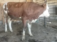 公牛, Cattle — 照片 3