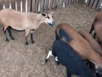 Sheep (batch, sex not specified), Cameroon sheep — photo 5