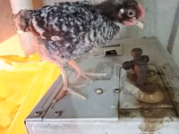 Chickens — الصورة 7
