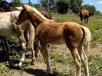 Hengst, Rocky Mountain Horse — Foto 6