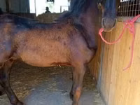 Hengst, Friesian — Foto 3