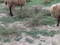 كبش, الأغنام — الصورة 3