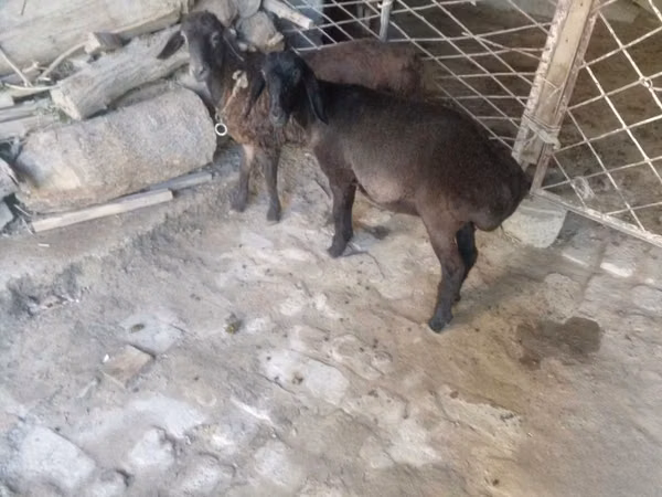 公山羊, Goats