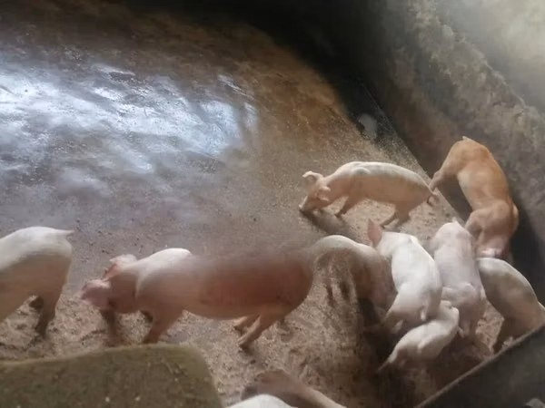 Pigs (batch, sex not specified),  — Ghana