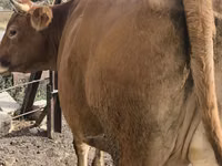गाय, मवेशी — फ़ोटो 4