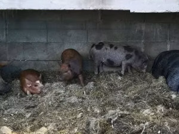 Boar, 