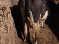 بقرة, Russian Black pied cattle — الصورة 5