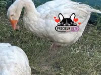 Geese — foto 8
