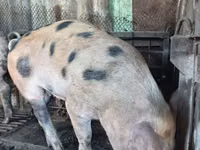 Boar — photo 3