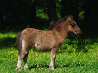 Pferde (Partie, Geschlecht nicht angegeben), Shetland Pony — Foto 4