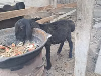 मेढ़ा, भेड़ — फ़ोटो 2