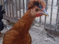 Chickens — Foto 1