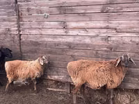 Widder, Kazakh fat-tailed coarsewool sheep — Foto 4