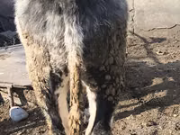 सांड, बेल्जियन नीली — फ़ोटो 6