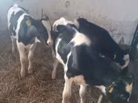 गाय, Russian Black pied cattle — फ़ोटो 4