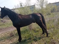 Hengst, Altai horse — Foto 4