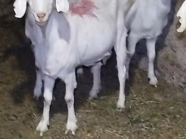 Goat, Saanen goat