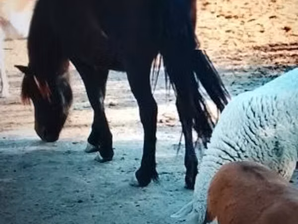 Mare, Welsh Mountain Pony