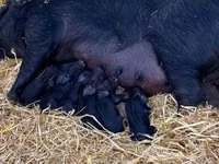 Pigs (batch, sex not specified) — photo 2