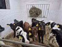 Bulle, Russian Black pied cattle — Foto 4