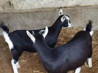 Goat, Alpine goat — photo 8