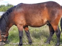 公马, American shetland pony — 照片 1